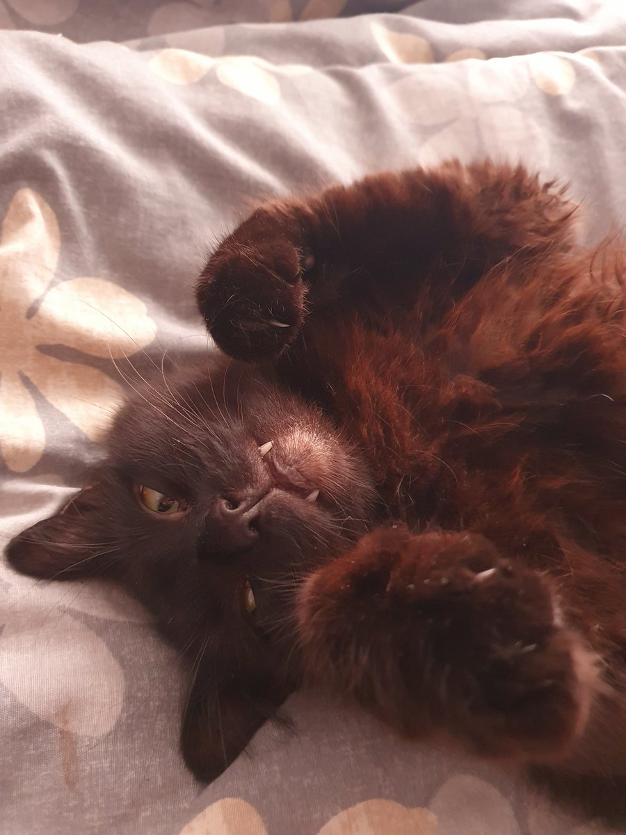 donone131's tweet photo. @TheNorfolkLion Im not having any jab to protect my owner 🤡 https://t.co/5yBqUXXKce