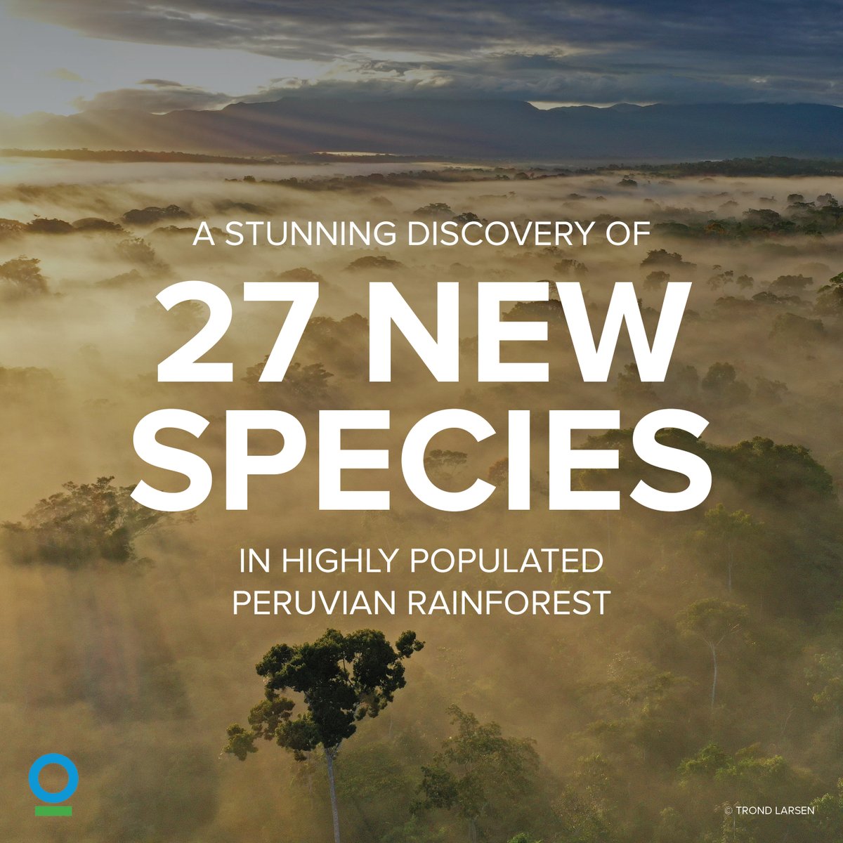 ConservationOrg's tweet photo. 27 NEW SPECIES were uncovered on @ConservationOrg's expedition in Peru’s Alto Mayo Protected Forest. The discovery, which includes 4 mammals, 8 fish, 3 amphibians &amp; 10 butterfly species, is so remarkable due to their proximity to highly populated areas. https://t.co/pWRtnSalLK