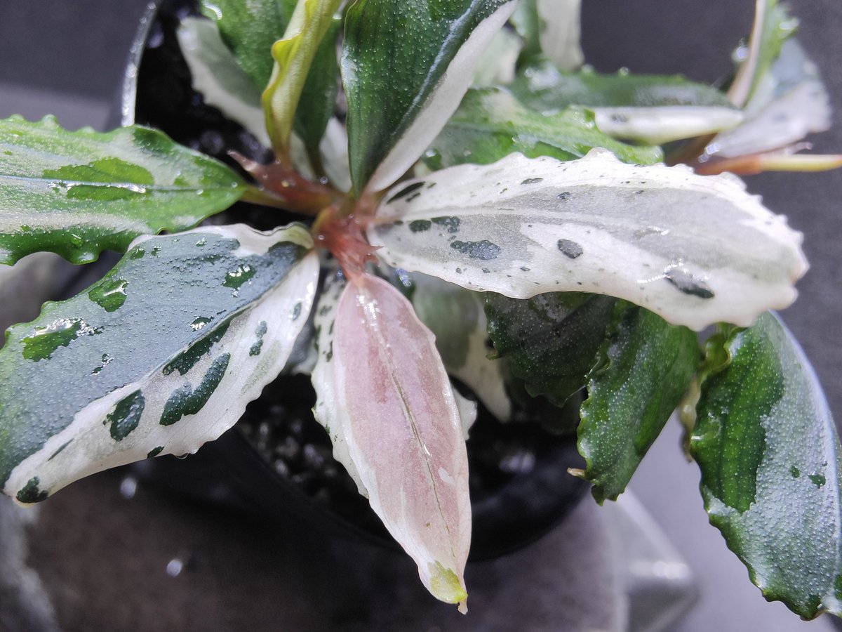 Bucephalandra Pipto Variegata バリエガータ　大型 キボーデコ on X: 