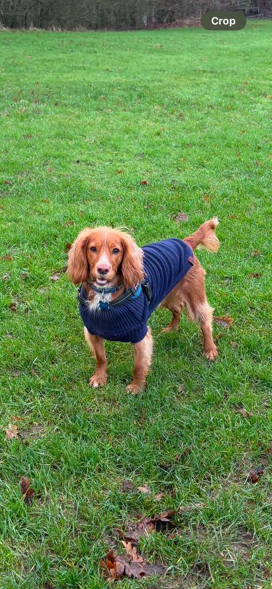 BillyCockerSpan's tweet image. Chilly Billy.