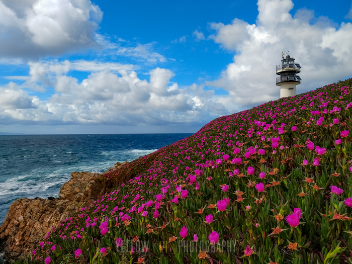 Yellow14Photog1's tweet photo. Cat's Claw flowers on Illa Pancha, Galicia.
.
More here: https://t.co/fiUw8YMMQz
.

#galicia #ribadeo #lugo #coast #coastline #lighthouse #visitgalicia #landscapephotography #landscape #travel #travelphotography  #illapancha #catsclaw #uñadegato #amazingflowers #flowerlovers https://t.co/p61epGXPoP