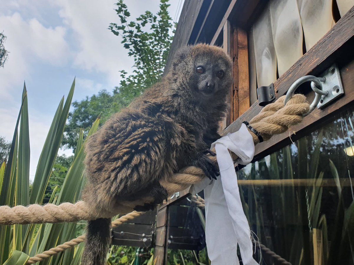 New OA paper out! Our <a href="/MSCActions/">Marie Skłodowska-Curie Actions</a> project cordis.europa.eu/project/id/890… designed &amp; tested a biologically-relevant scent triggering olfactory &amp; sexual behaviours in zoo gentle lemurs with potential for enhancing conservation breeding programs. Check our study at onlinelibrary.wiley.com/doi/10.1002/aj…