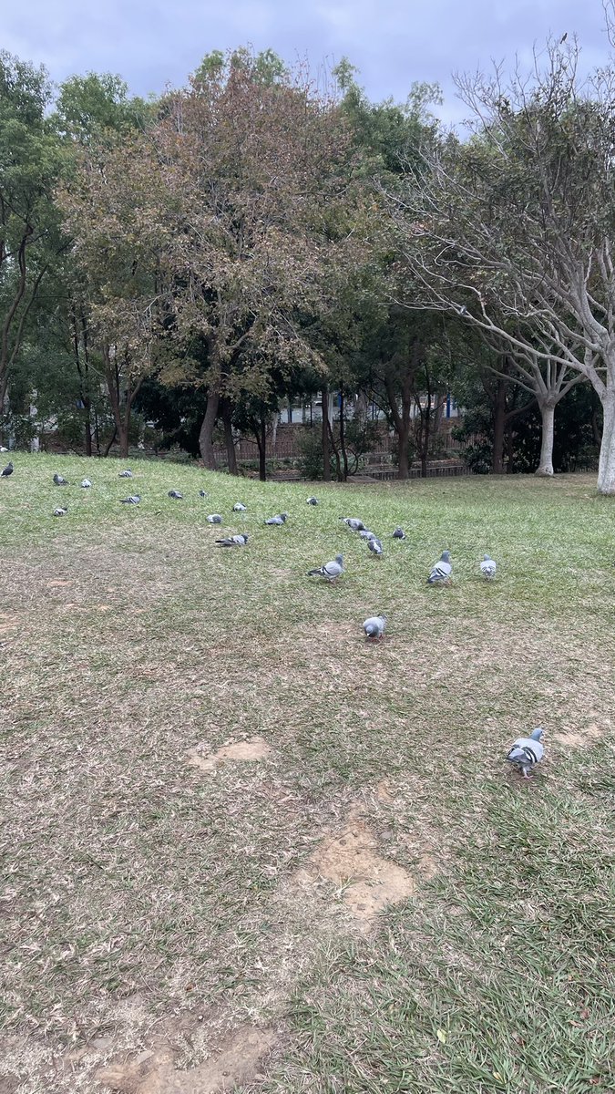 UncleV5688's tweet photo. 中午散步🚶的收穫..滿地的鴿子🕊️ https://t.co/GlnKZvyS5W