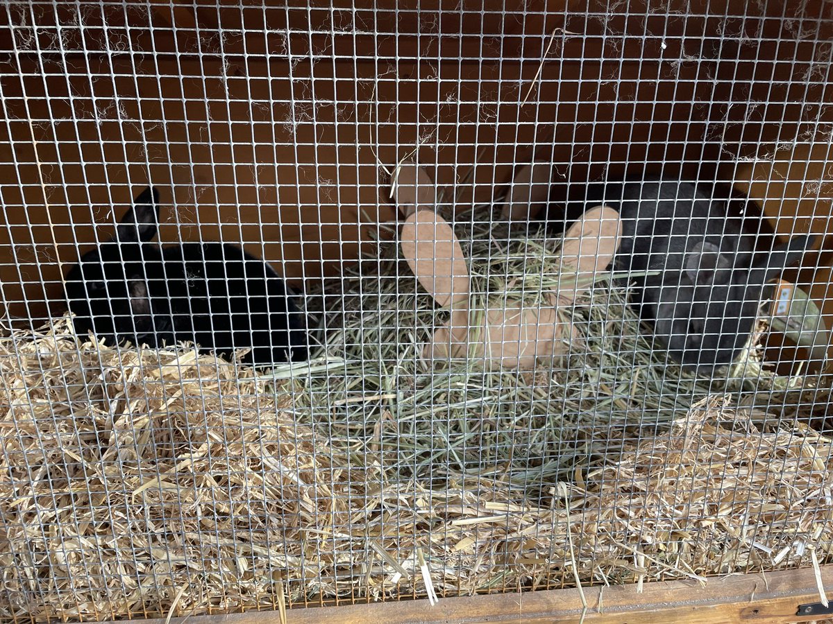 bunarium's tweet photo. Rory’s reaction to going to the vets (mmmm winter coconut cottage) vs Luna & Martin’s reaction to going to the vets.
#NotEvenBothered vs #WeShallNotLeaveThisHutchYouTraitors https://t.co/Z3auIJ6g1T