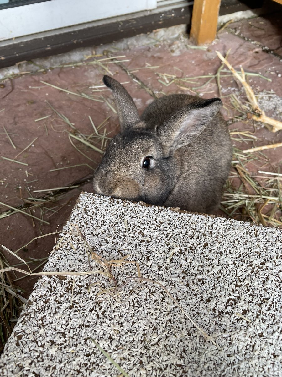 bunarium's tweet photo. Rory’s reaction to going to the vets (mmmm winter coconut cottage) vs Luna & Martin’s reaction to going to the vets.
#NotEvenBothered vs #WeShallNotLeaveThisHutchYouTraitors https://t.co/Z3auIJ6g1T
