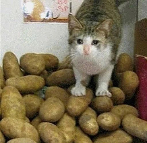 Day 302 of being a token on Solana and I can no longer afford ramen. 

So I’ve resorted to stealing potatoes from the Albemarle super market to keep myself alive.  

- $Crying Cat 

2ZHYWGndLx76H7NCN4ieMRHSRAAiiWEtJFpHmmXYmE6Z