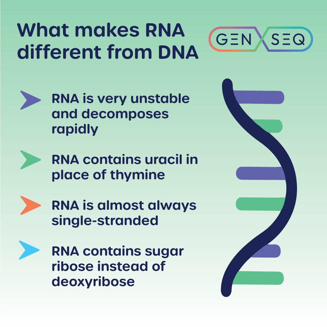 Genseqgroup's tweet photo. This Teaching Thursday lets look at how RNA differs from DNA!

#Genetics #Geneticslearning #Geneticseducation #genomics #multiomics #genseq #geneticstesting #geneticslaboratory #geneticstestingIreland #RNA #DNA #geneticsvariants #geneticsmutations https://t.co/tAKGzXB3NO
