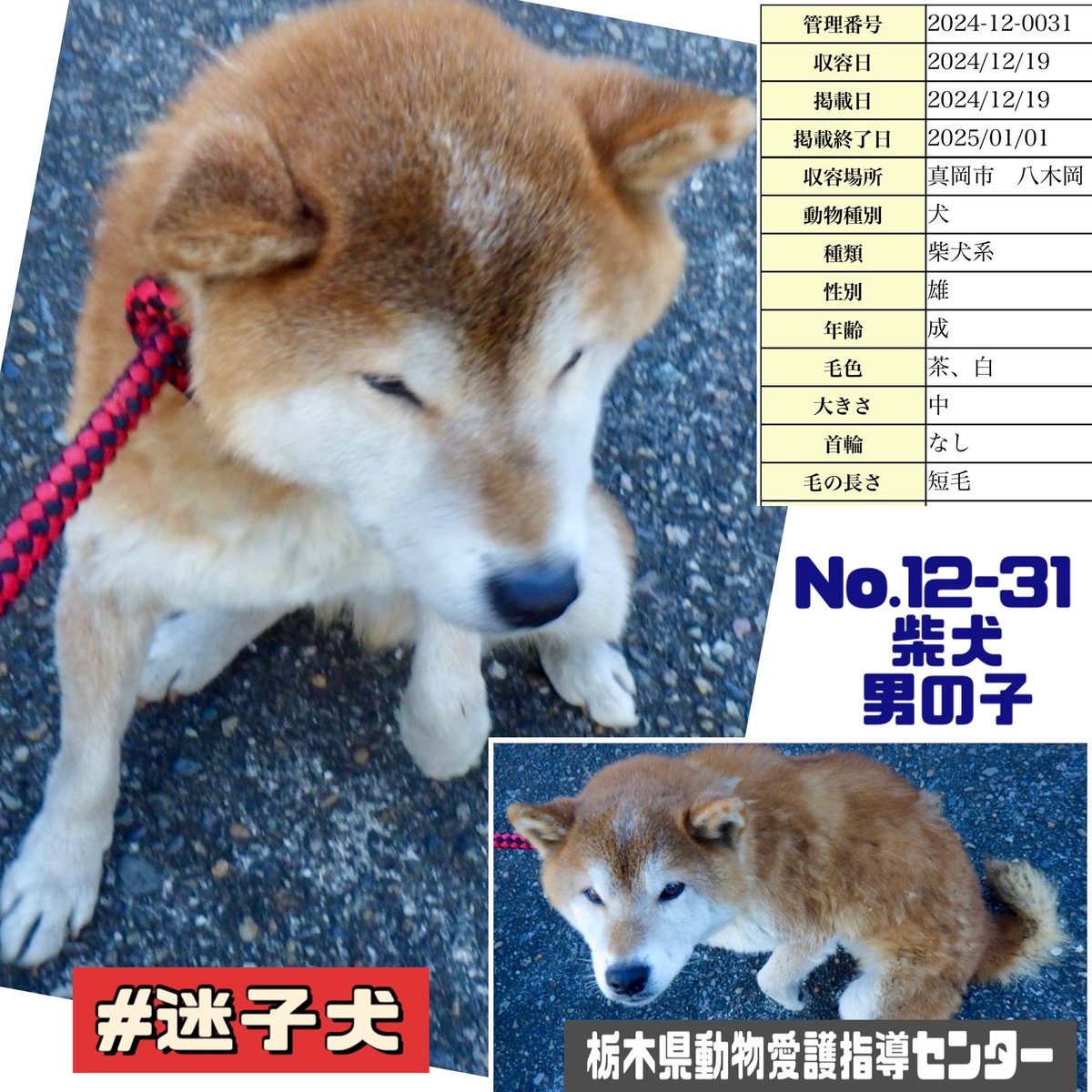 gollfe's tweet photo. 年齢高めの柴犬が収容
飼主さん知りませんか💧🥹

🟢栃木県収容保護情報
🔹 No. 12-31
🔹柴犬.男の子
🔹12/19真岡市八木岡で保護
🔹お迎えに繋がる協力をお願いします
🔹万が一に迎え無きは期限後家族募集🍀🙏🏻

🍀#迷子犬 #里親様募集  #預かり様募集
♦️掲載期限1/1
🆘栃木県動物愛護指導センター
🈲クレーム📱厳禁 

飼主様
https://t.co/X1v2JCExVs