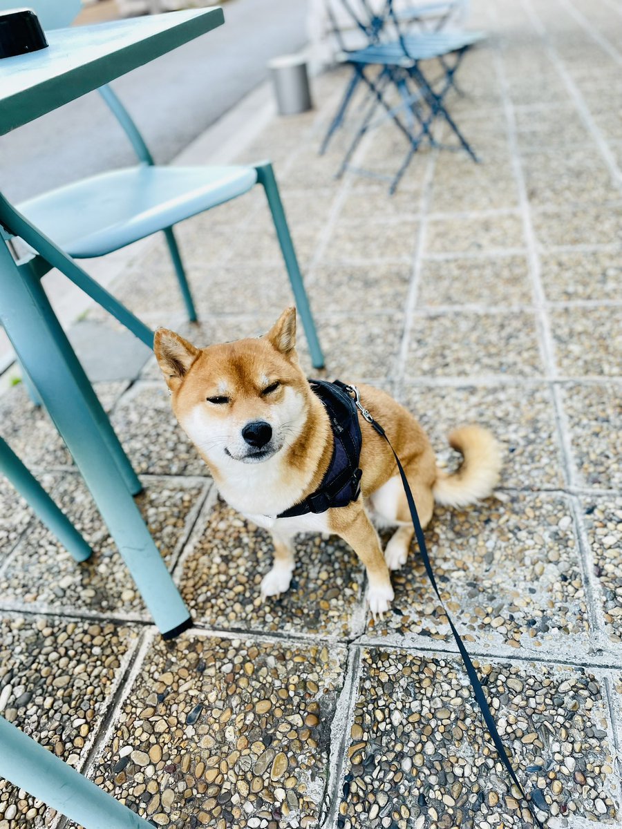 miashibagirl's tweet photo. 朝活中
いくらなんでも12月の朝は寒い！テラスでひと休みは無しの方向で😅お考えいただけると幸いでございます、お嬢様 https://t.co/pz4mh7OLx7