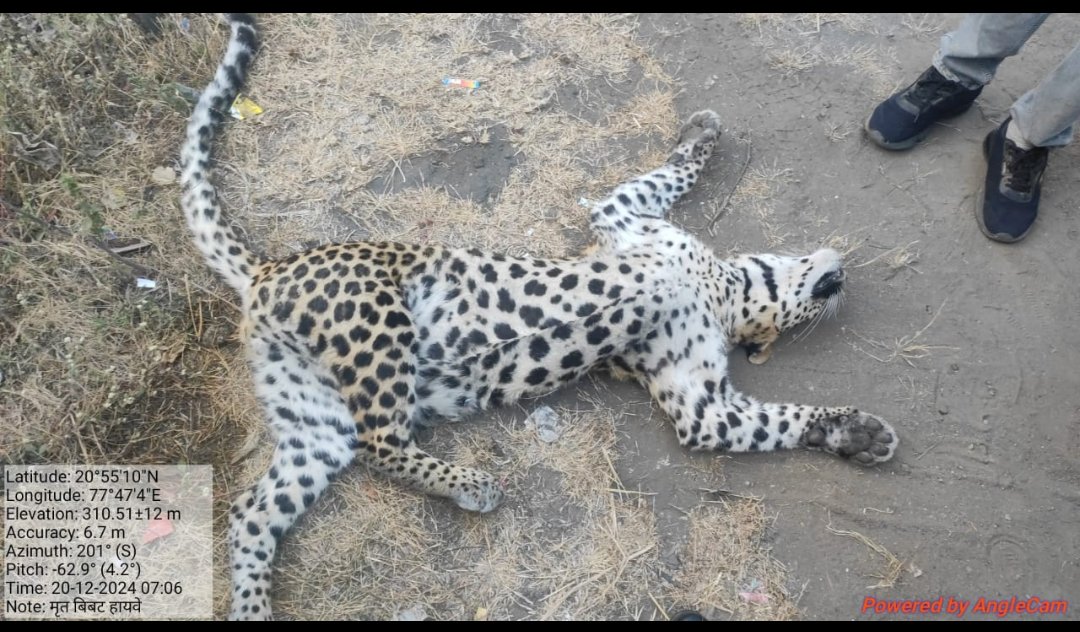 Udayan (@udayan_patil) on Twitter photo And another one lost near Amravati. This happened today... 20 Dec 2024 morning. <a href="/SanjaySulbha/">Sulbha Sanjay Khodke</a> <a href="/navneetravirana/">Navnit Ravi Rana</a> @vijaypTOI <a href="/TOI_Nagpur/">TOI Nagpur</a> And another one lost near Amravati. This happened today... 20 Dec 2024 morning. <a href="/SanjaySulbha/">Sulbha Sanjay Khodke</a> <a href="/navneetravirana/">Navnit Ravi Rana</a> @vijaypTOI <a href="/TOI_Nagpur/">TOI Nagpur</a>