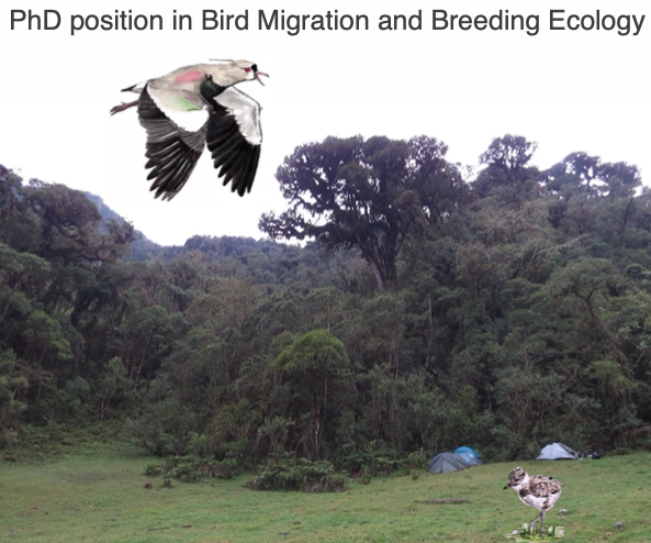 dillenseger_g's tweet photo. [Please RT] PhD position offer to study migration profitability in waders in our team @KubelkaVojtech @AndreasRimoldi @miguelbtg 
Deadline 10 Jan #PhDoffer #ornithology #shorebirds https://t.co/dWf7bVYpj4