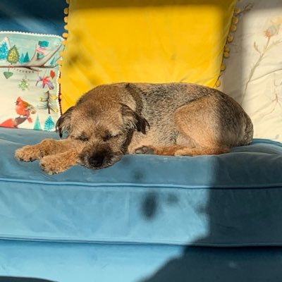 cooper_terrier's tweet photo. #NewProfilePic https://t.co/fG8NIJKchS