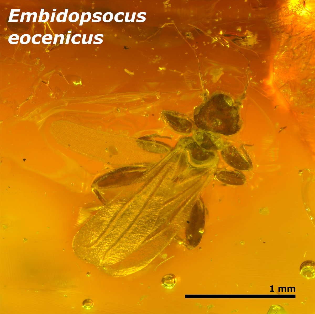 The PalAss (@thepalass) on Twitter photo Overview of Psocodea in Eocene Oise amber and implications for the transition to modern-day barklice communities onlinelibrary.wiley.com/doi/10.1002/sp… <a href="/SrAmbarez/">Sergio Álvarez-Parra</a> <a href="/Le_Museum/">Muséum national d'Histoire naturelle</a> @ISYEB_UMR <a href="/AmberiaResearch/">Amberia Research</a> #FossilFriday <a href="/wileyearthspace/">Wiley Earth and Space Science</a> Overview of Psocodea in Eocene Oise amber and implications for the transition to modern-day barklice communities onlinelibrary.wiley.com/doi/10.1002/sp… <a href="/SrAmbarez/">Sergio Álvarez-Parra</a> <a href="/Le_Museum/">Muséum national d'Histoire naturelle</a> @ISYEB_UMR <a href="/AmberiaResearch/">Amberia Research</a> #FossilFriday <a href="/wileyearthspace/">Wiley Earth and Space Science</a>