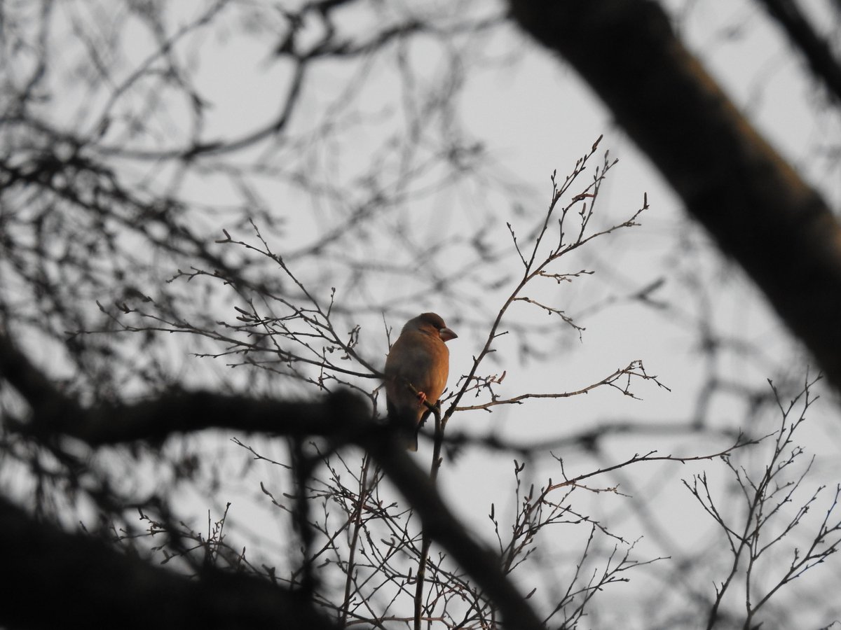 At least 7 Hawfinches at Newlands Corner this morning, glowing in the first rays of the sun. <a href="/SurreyBirdNews/">SurreyBirdClubNews</a>