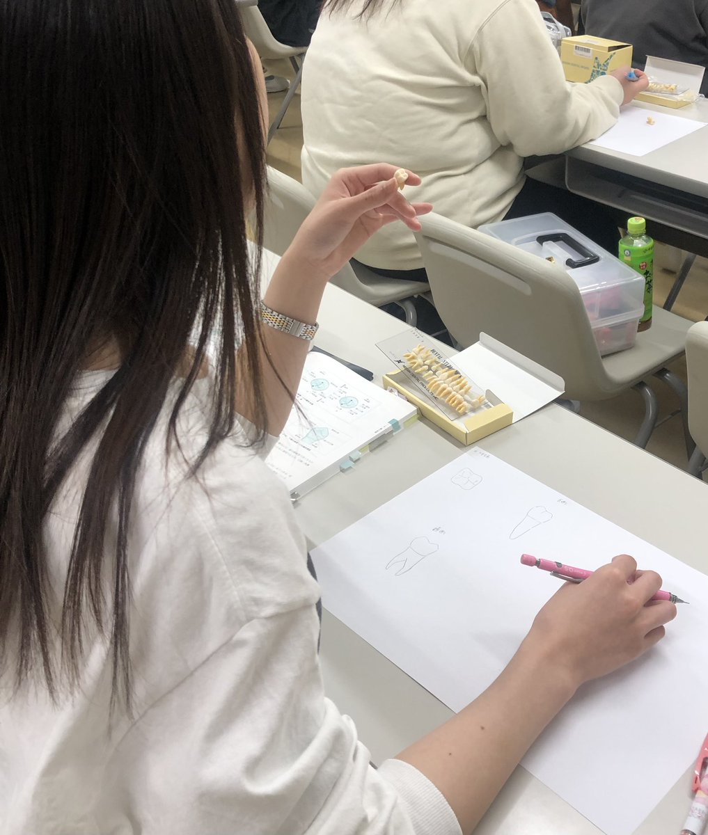 こんな勉強しています】 歯は一本一本形が違います。その形を覚える 