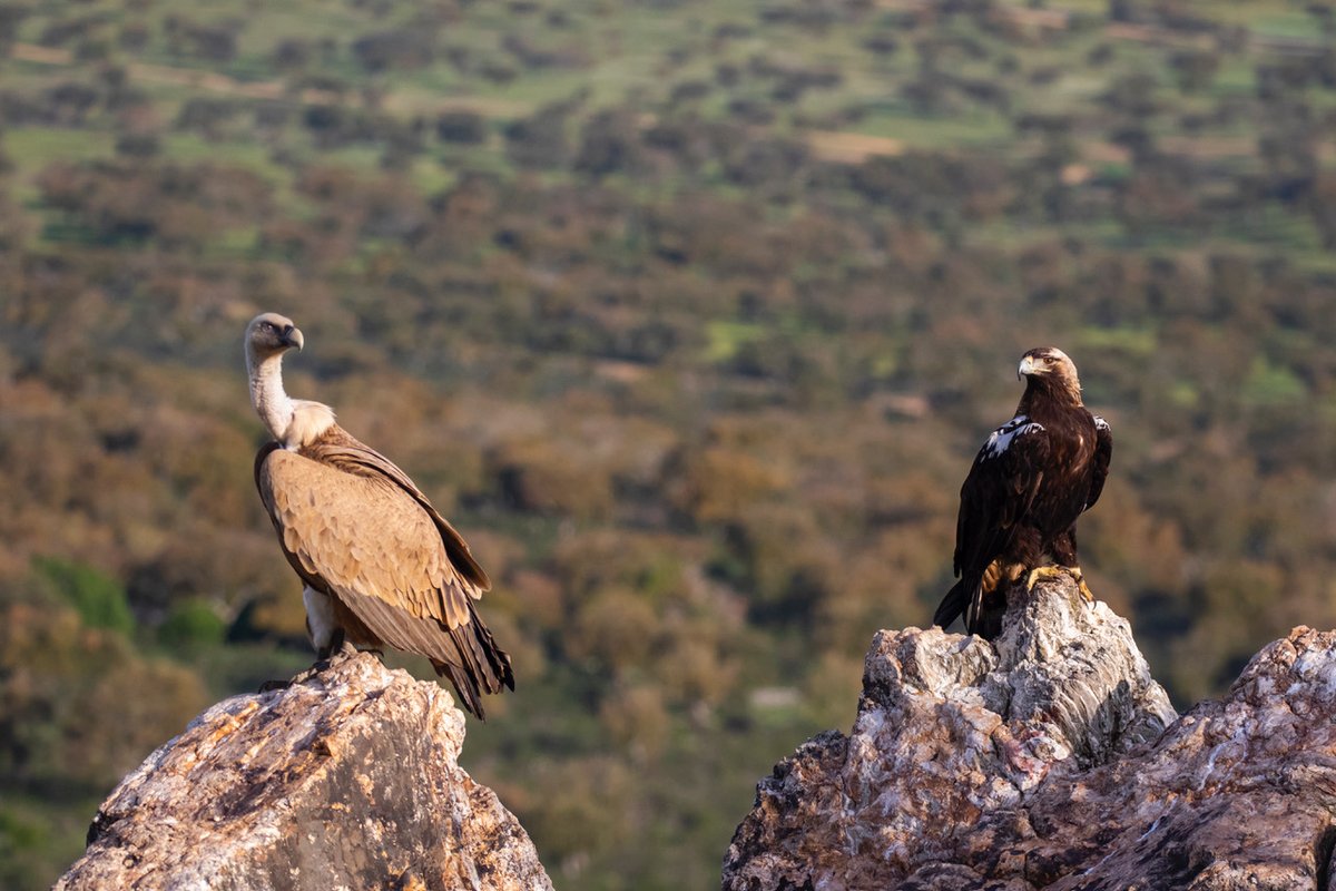 BIRDING IN EXTREMADURA (@birdextremadura) on Twitter photo Buitre leonado y águila imperial ibérica
#Extremadura
📸 Rubén Cebrián
<a href="/extremadura_tur/">Extremadura Turismo</a>
#GypsFulvus #GriffonVulture
#AquilaAdalberti #SpanishImperialEagle Buitre leonado y águila imperial ibérica
#Extremadura
📸 Rubén Cebrián
<a href="/extremadura_tur/">Extremadura Turismo</a>
#GypsFulvus #GriffonVulture
#AquilaAdalberti #SpanishImperialEagle