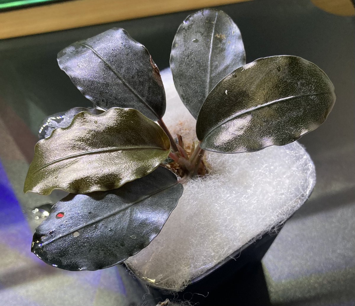 Bucephalandra sp. Kabupaten Landak TZ便 Bucephalandra sp. Kabupaten Landak TZ便 - メルカリ