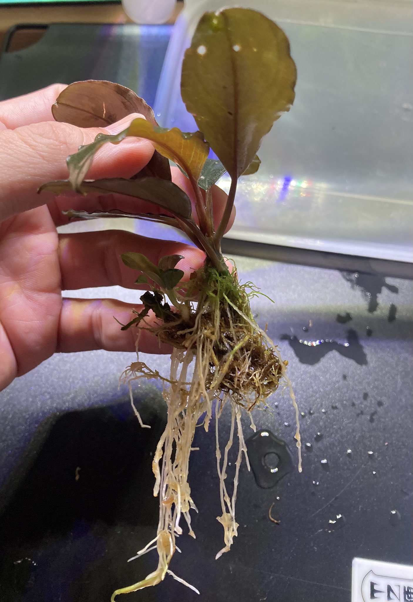 Bucephalandra sp. Kabupaten Landak TZ便 東南亜細亜植物採取家 TZ便 on X: 