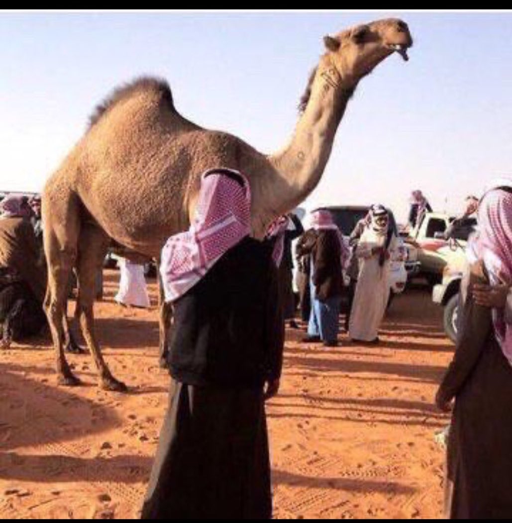 هاذي غزيزتنا محطمت الرقوم 
عنك المزاين عقبها مابه حلا ✋🏻
#معالي 
#معالي_الصفر