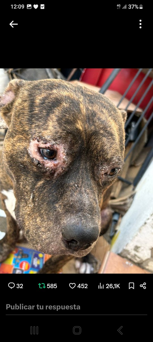 Quien coge un perro feliz, y convierte su sonrisa en enfermedad y tristeza,  no merece ni el aire que respira.
💔💔💔🙏🙏🙏
ADOPCIÓN URGENTE PARA ALEX 📢📢📢📢📢📢