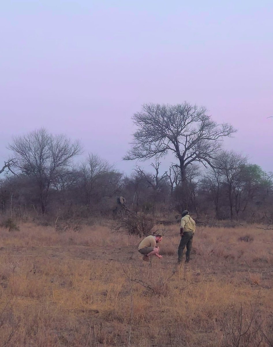 The hazards of being an entomologist

You're easily distracted by smaller things 🐜 

...and I had no idea we were being watched 🐘