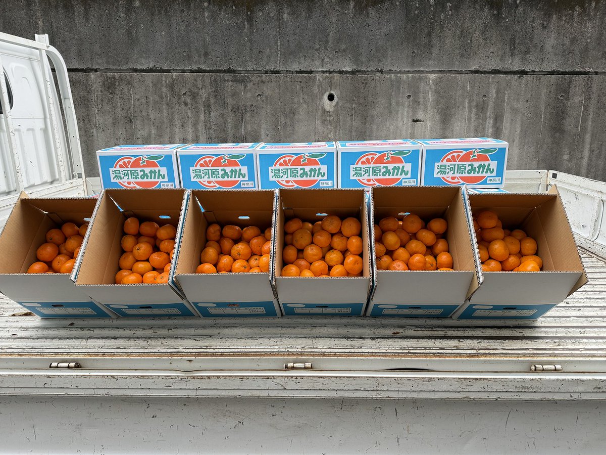 odahako's tweet photo. 箱根駅伝出場チームに「湯河原みかん」　生産農家が思いを込めて協力 https://t.co/fqn2TdBt6I https://t.co/tUx3E75jhX