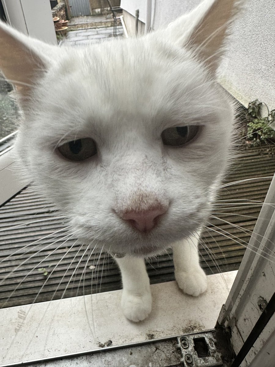 katt_j83's tweet photo. Next doors cat is such a lovely and polite man https://t.co/xrsvJMYhfs