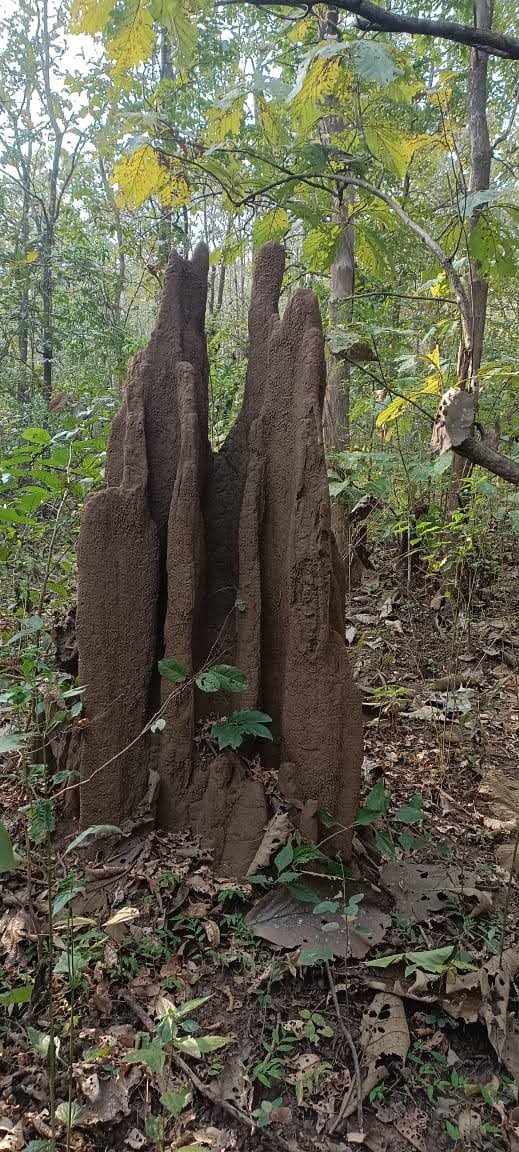 swaroopatk's tweet photo. Termite hill and Ant hill in the forests of Dharwad near Kalkeri https://t.co/0KgnOeo9wZ
