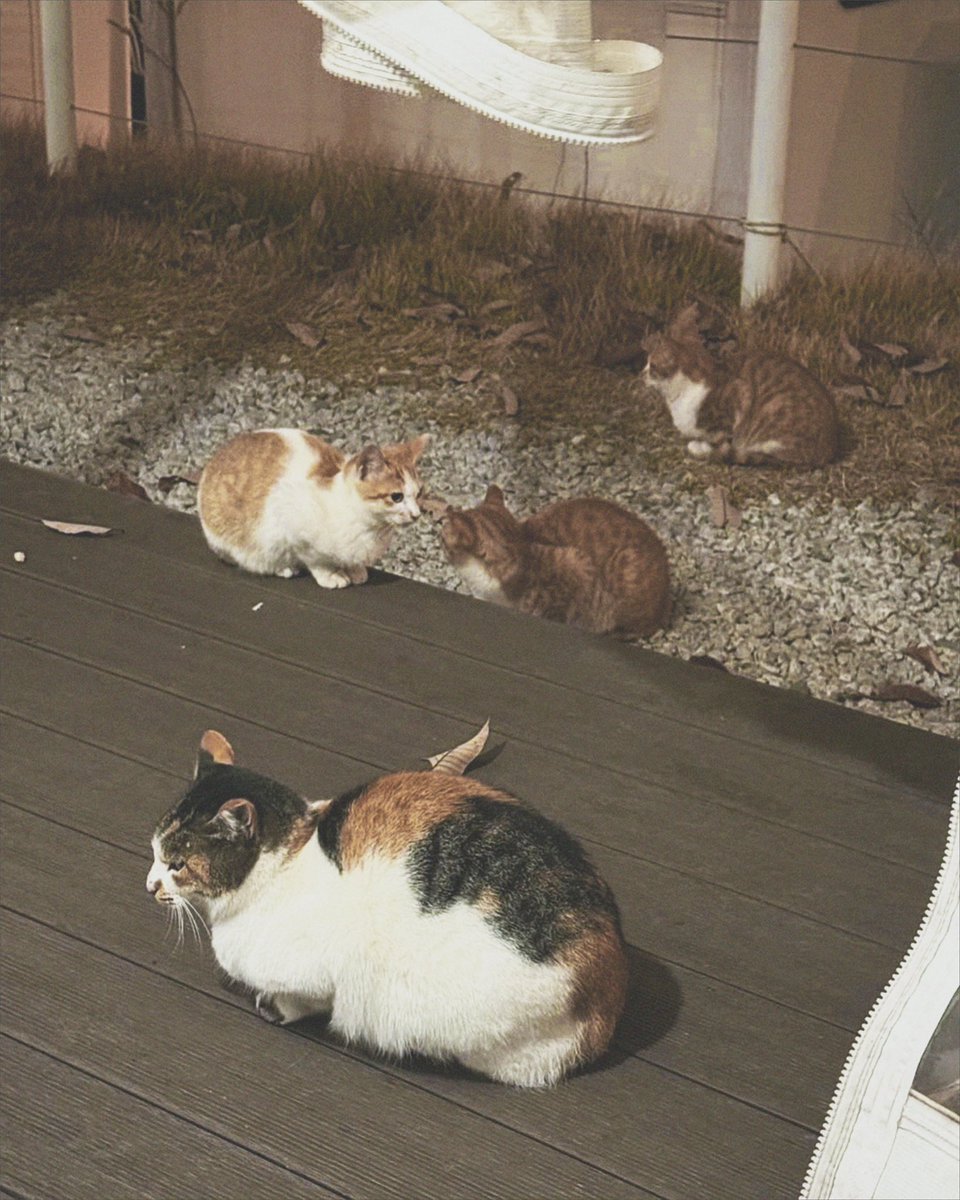 So.. I go here with bunch of my close friend, we talk and yapping each other after didn't met for a long time. We enjoy and having so much good time. With cutie cats around! This is a really heal time that I don't know that I needed.