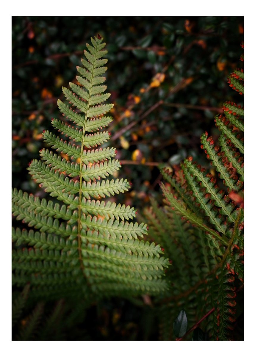 MarkChortsNotes's tweet photo. When the ferns go to sleep... https://t.co/yj66K2p77F