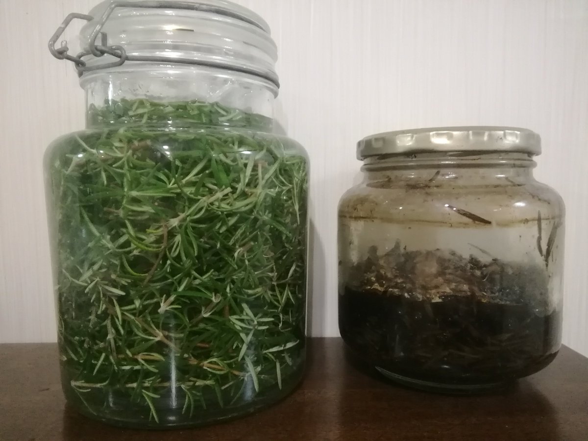 naycyan's tweet photo. 化粧水は玄米発酵液よりローズマリー水の方が潤うな。
今使ってるのは2022年に作ったものの筈。世間ではこれを腐った物と言うのだろう😄しかし、香りも良い。
そろそろ無くなるので新しく作った。
もっと早く作らなければいけなかったかも。時が経つほど良い気がする。因みに人体実験に近いので😪 https://t.co/0f6utIhJR2