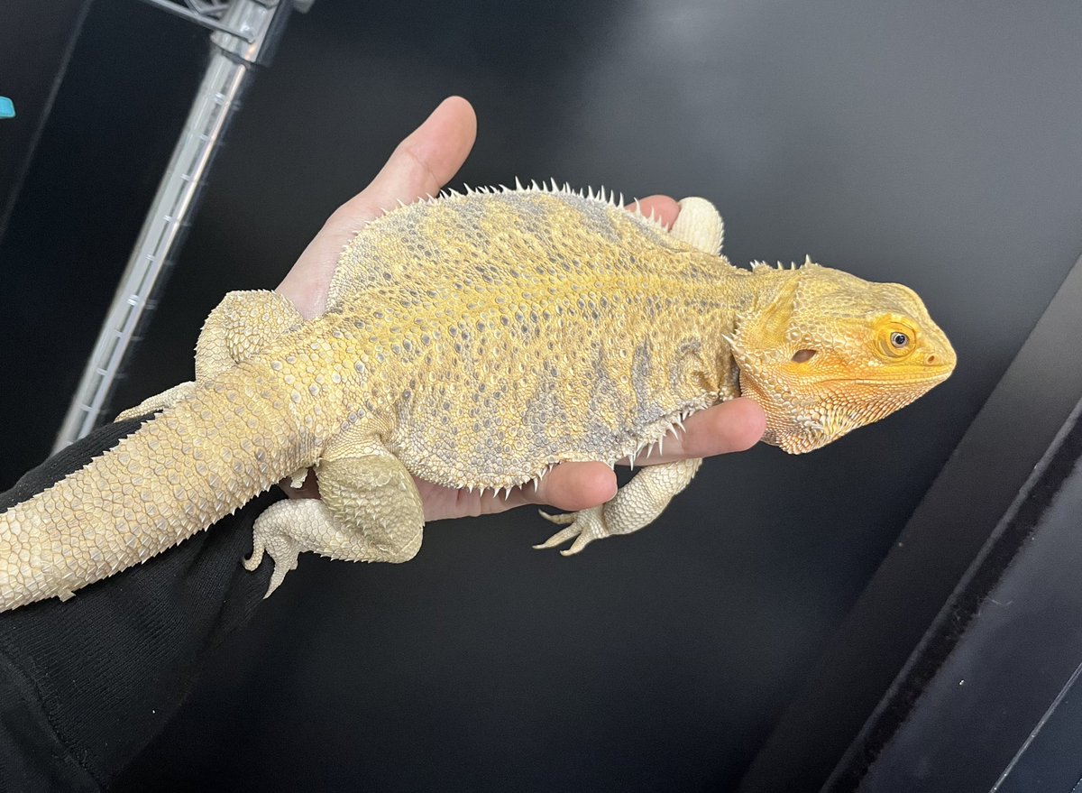 reptilespro03's tweet photo. 新入荷フトアゴヒゲトカゲ
ハイポスーパーイエロー🤩

とっても体格のいいフルアダルトの女の子です🚺
こんなに立派なアダルトサイズは中々入荷出来ないので気になる方は是非✨👀
もちろん28日までのSALE対象です‼️

 #れぷたいるずプロ #姫路 #兵庫 #爬虫類専門店 #爬虫類ショップ https://t.co/Y17viJPlc2