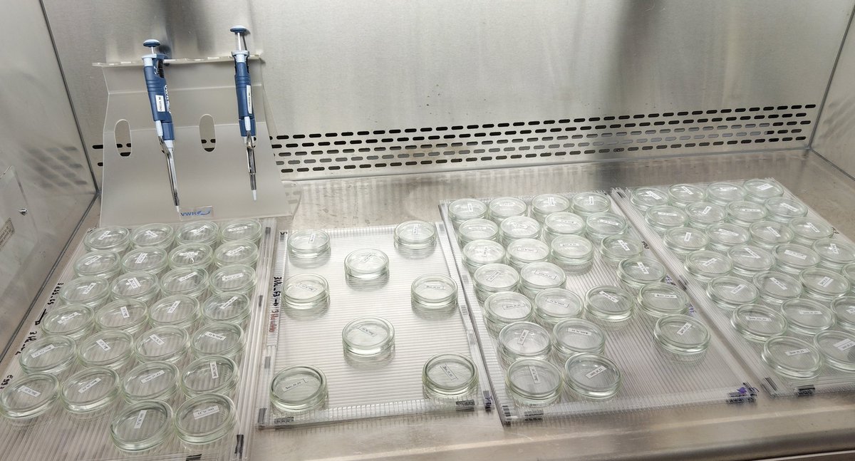 Ibon Cancio (@iboncancio) on Twitter photo I have been said that there are copepodos in there telling things on microplastics <a href="/pie_upvehu/">PiE-UPV/EHU</a> I have been said that there are copepodos in there telling things on microplastics <a href="/pie_upvehu/">PiE-UPV/EHU</a>