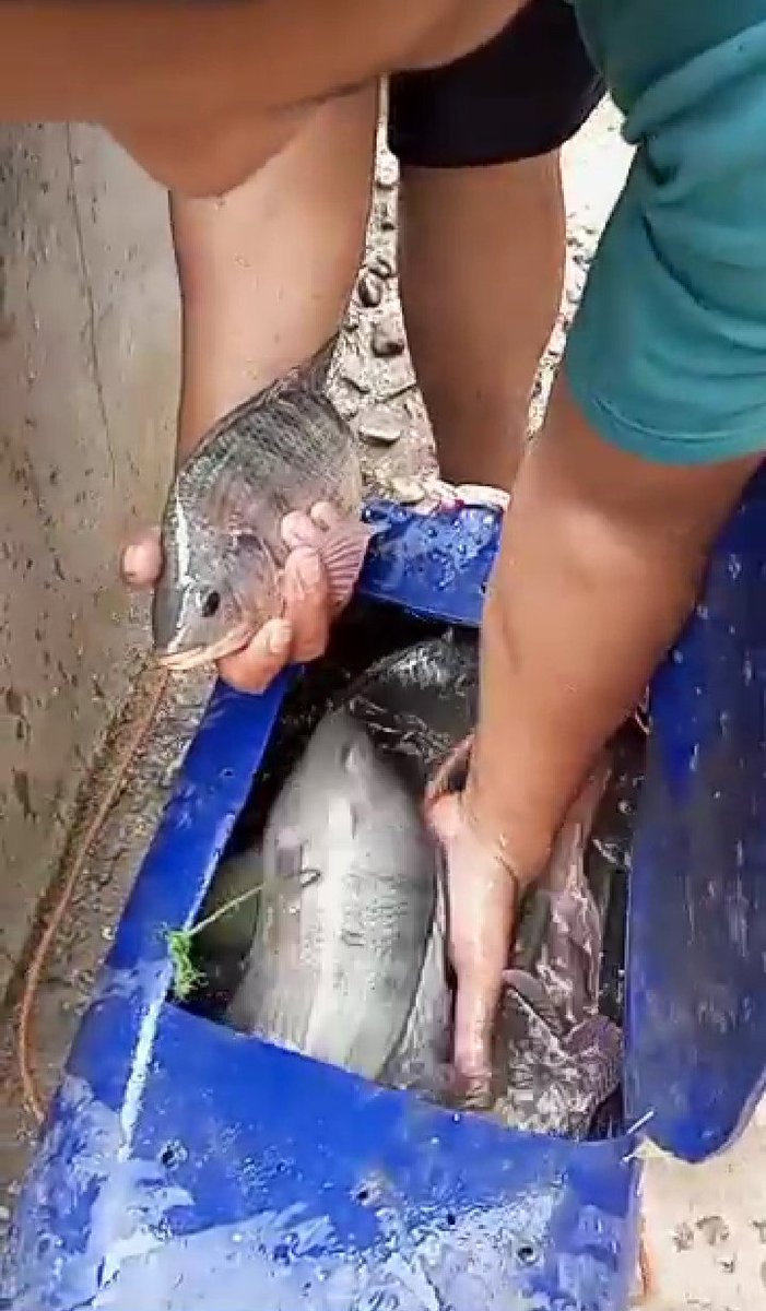 Farijan20's tweet photo. Kamis, 19-12-2024 Parikan, S. St. Pi Luhkan Kab. Kebumen SatminkalBPPPTegal pendampingan panen ikan Nila Pokdakan Mina Lestari Desa Kebutuhan Kec. Pejagoan berat 105kg, harga Rp. 28.000,-/kg.
#GiatLuhkanSatminkalTegal 
#BPPSDMKP
#luhlaor
#dlhkpKebumen https://t.co/RXQT5U4l4a