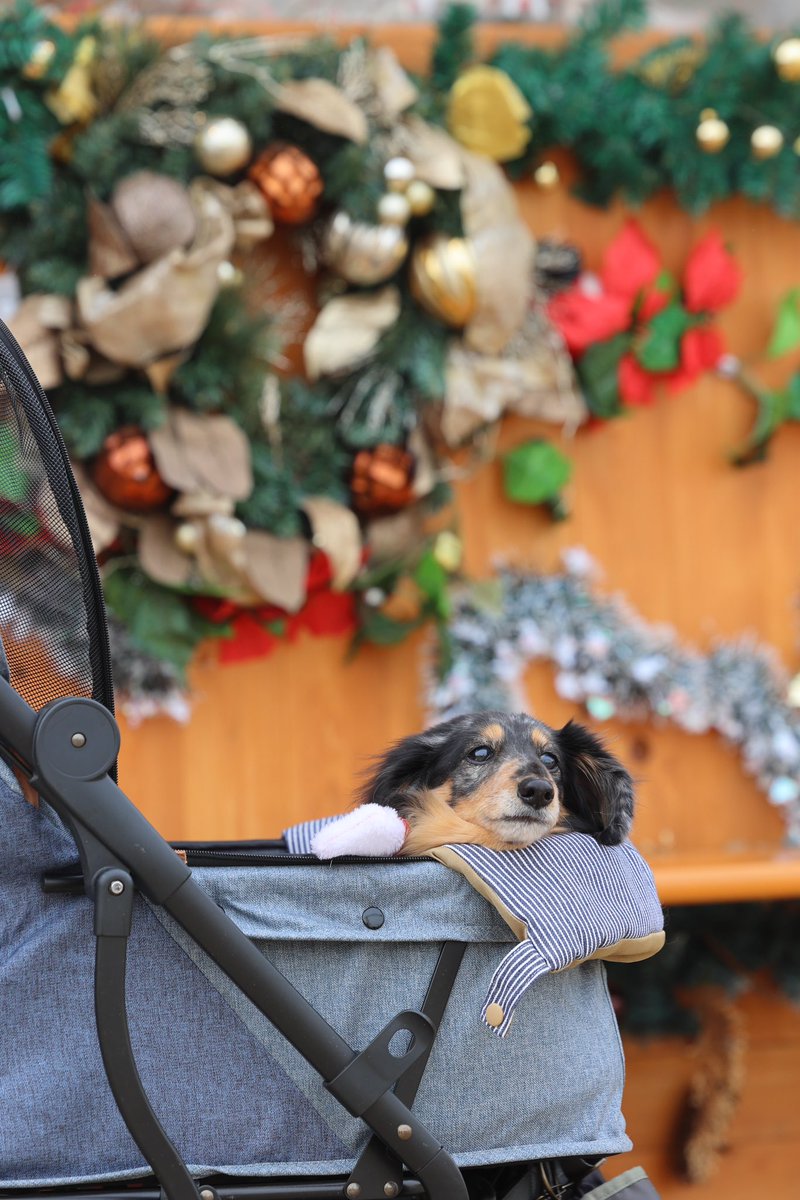 maliru_papa's tweet photo. クリスマス🎄まで✨いよいよカウントダウンだね🐶💕🍀
お料理は✨この週末から✨仕込み開始🍗🎂🥗
#東京クリスマスマーケット
#ダックス #ワンコ https://t.co/iwXgSZmkXU
