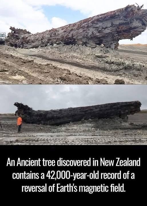 An Ancient tree discovered in New Zealand contains a 42,000-year-old record of a reversal of Earth's magnetic field.
The most recent polar reversal, called the Laschamp excursion, happened about 41,000 to 42,000 years ago. During this time, the north magnetic pole moved to the