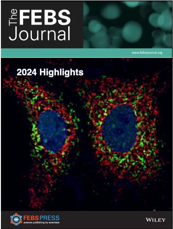 FEBSJournal's tweet image. ☃️We are SO ready for the festive period! On the menu:
🥧 mince pies
🎬 cosy film marathon
...aaaand...
⚡ Our 2024 Highlights collection, full of the year's best and brightest science. Join us in unwrapping it:
🎁 buff.ly/4fqW5WN
#WeekendReads
#festiveFEBSJ