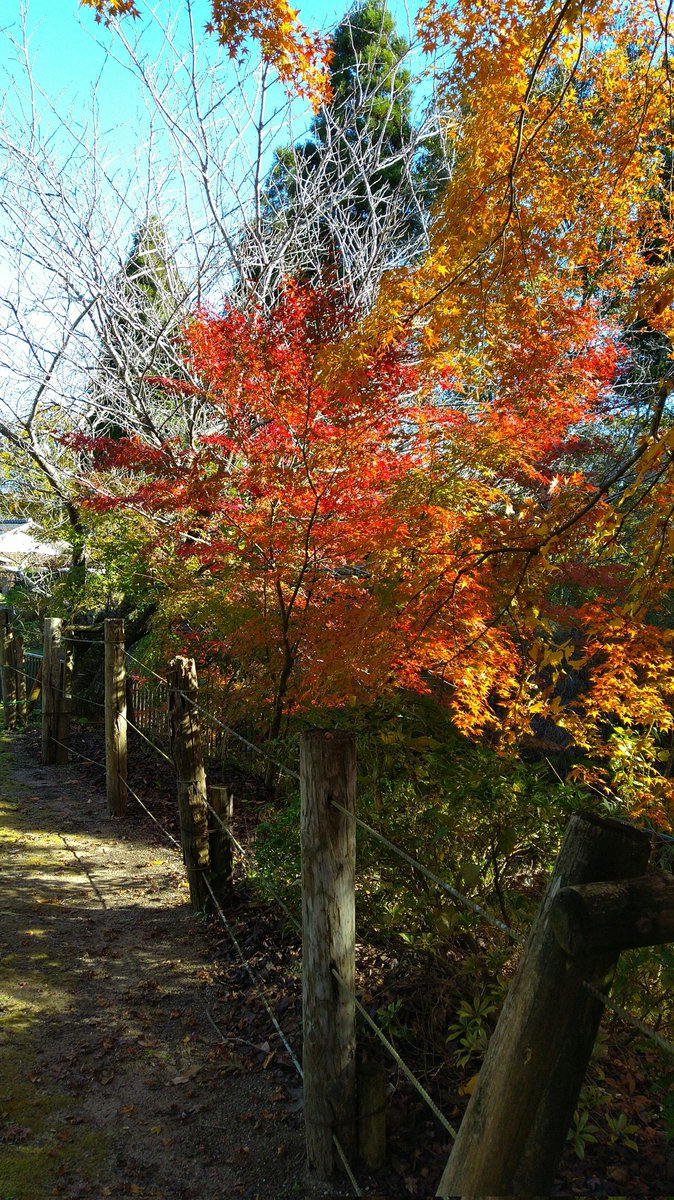 yoomini7's tweet photo. 紅葉🍁
in 房総のむら https://t.co/qVaZkkRsCR