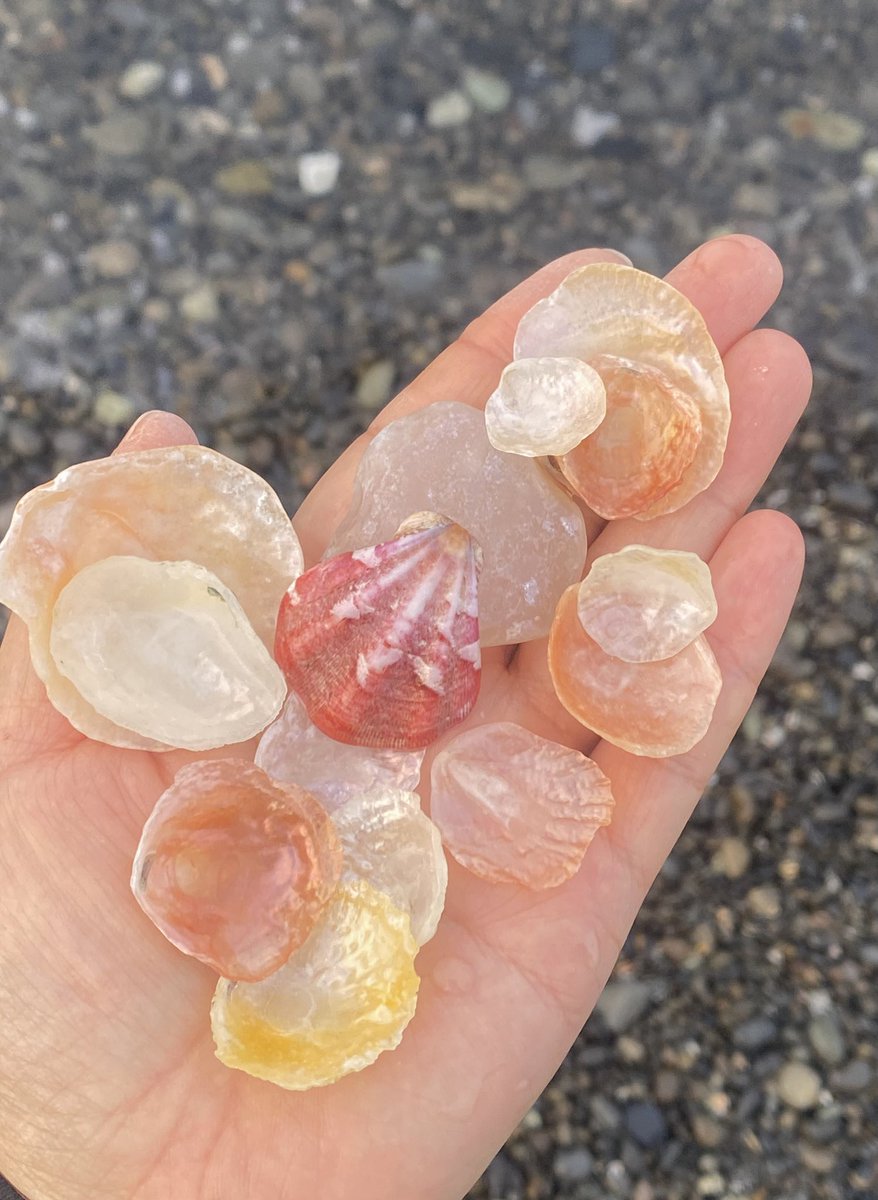 クリーム色？カスタード色？そんな色のナミマガシワの貝殻が大人っぽくて好きなんですけど、沼津ではあまり見ないので、プチ遠征🌊キンチャクも１枚🫶