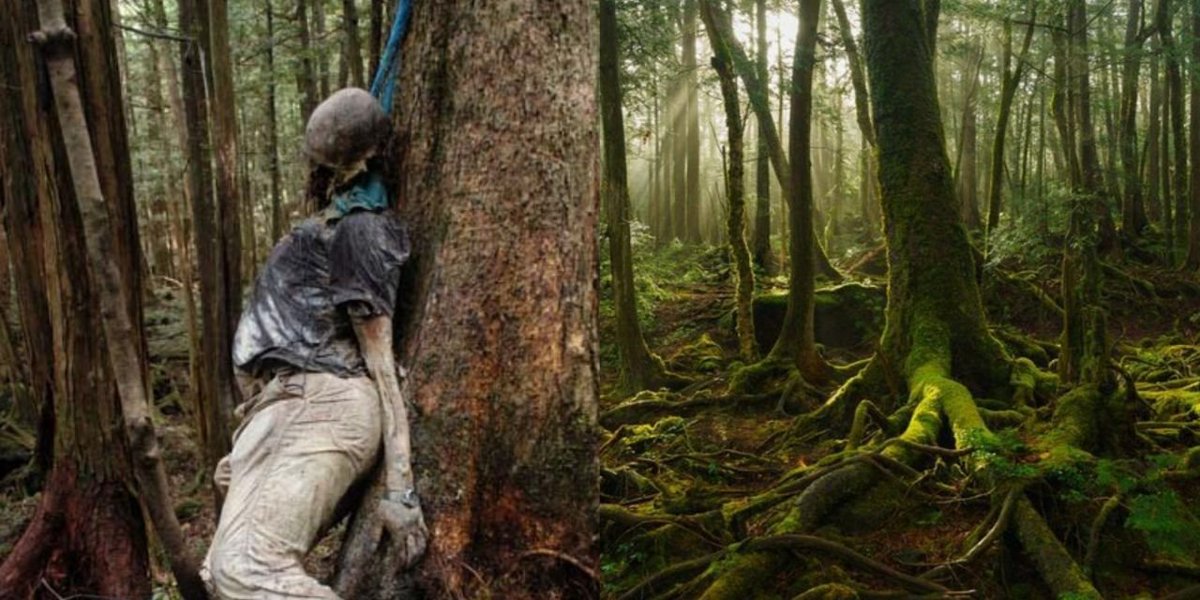 Jika di jepang ada hutan Aokigahara yang dikenal sebagai hutan tempat bunuh diri.
Di indonesia, ada Hutan Tahura Raden Soerjo yang hingga saat ini masih digunakan sebagai tempat pembuangan mayat dan lokasi bunuh diri.

Orang banyak masalah dilarang masuk hutan ini !.

A Thread