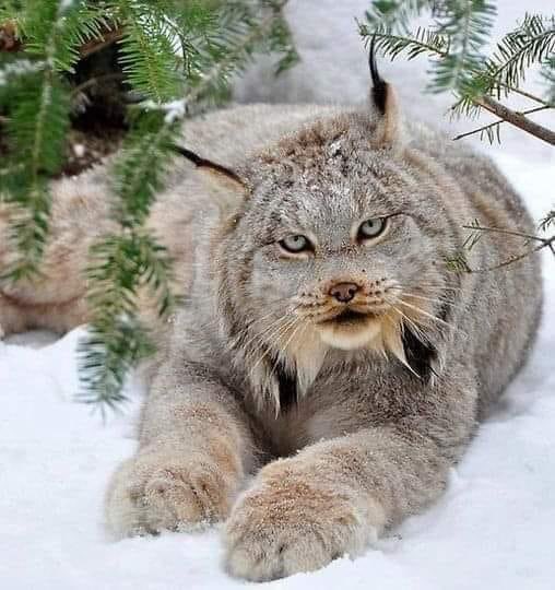 Happy Freyja’s Day!

Canada Lynx 🐾