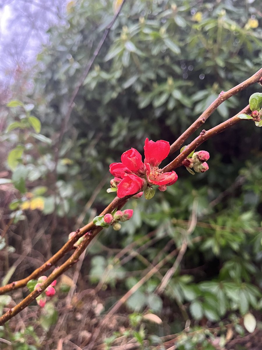 Merry Xmas everyone, not on here as much cos Melon - do find me on blue sky where I’m posting food &amp; nature pics as per.