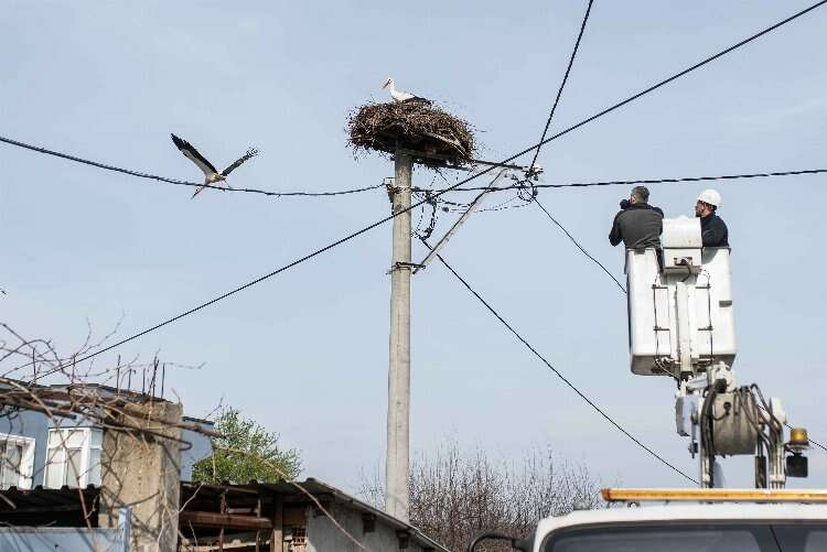 alpertuydes's tweet photo. Bu birlik sayesinde bir yandan farkındalık çalışmaları bir yandan da doğa koruma faaliyetleri ciddi seviyelerde hayata geçirilmeye başlandı. 

Mesela on yıl önce bu köyde enerji nakil hatlarında çok büyük iyileştirmeler yapılarak kuşların elektrik akımına kapılma riskleri ortadan kaldırıldı. Hatta Türkiye'de ilk kez tellere reflektörlü pervaneler asıldı, kuş sürülerinin elektrik tellerini fark edebilmesi için.

Bunun yanında yuva platformları ile yuvalar hem kuşlar hem de insanlar için en risksiz hale getirildi. Sadece Eskikaraağaç'ta değil tüm Uluabat Gölü çevresinde yapıldı.

Bunlar beraberinde eko turizmi de getirdi. Kuş Tahnit Müzesi, Kuş Gözlem Kulesi, yürüyüş yolu ile köyde özellikle yaz aylarında turizm hareketine de imkan sağlandı. +