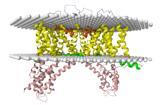ProtBioinfRG's tweet photo. The new TmDet server has been launched! It can determine the orientation of membrane proteins to the membrane, even in the case of double membranes or curved membranes, and can also detect errors in modeled transmembrane structures. Check it out in UniTmp: https://t.co/iGtr4LfRkH https://t.co/df8HbDzUlf