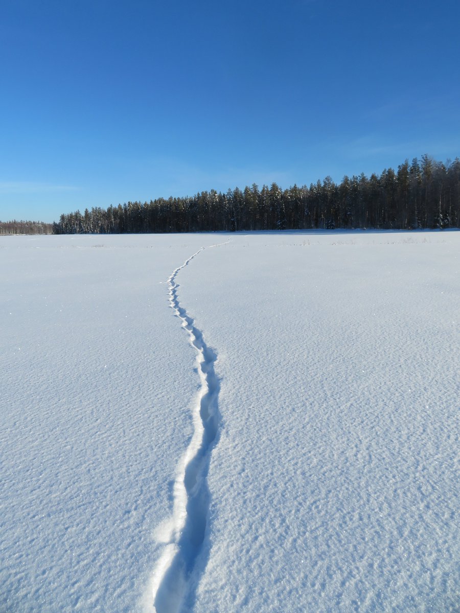 Toivotamme rauhallista joulua ja hyvää uutta vuotta 2025! God jul och gott nytt år! ⛄️

SusiLIFE-viestintä lomailee tovin. Kiitos keskusteluista, kommenteista ja hyvistä kysymyksistä tänäkin vuonna, palataan tammikuussa!

Kuvassa näkyy suden jäljet.

📷: Jaakko Alalantela