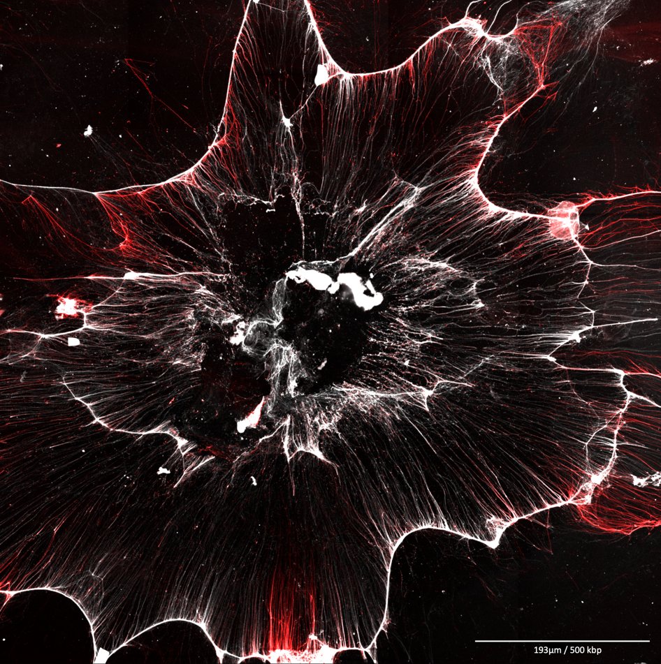 SMOA_CBM's tweet photo. 2º Premio - 2nd Prize
The Molecular Biology Big Bang: Tracking the origins of life - Miguel Hernandez y Nerea Murugarren https://t.co/T6ZFARTHdR