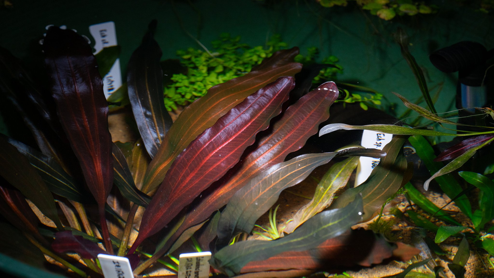 エキノドルス ホレマニー レッド③ エキノドルス ホレマニーレッド(インボイス)東南便(水中葉)(無