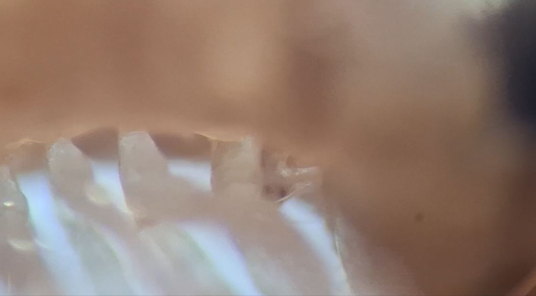 Haplopodoiulus spathifer is a millipede known from the Pyrenees and from a few botanic gardens in the UK. When present they can occur in good no.s. Here are some from the Royal Fort Gardens, Bristol. Note the projecting telson and the male's 1st pair of legs shaped like a hook.