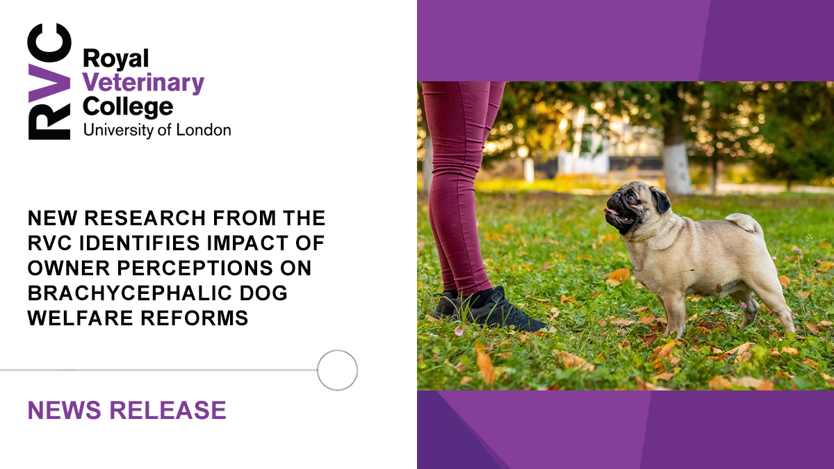 Royal Veterinary College (RVC) (@royalvetcollege) on Twitter photo 🐕 A new study from the RVC has identified key perceptual barriers to improving brachycephalic (flat-faced) dog welfare. 1 in 7 owners of extreme brachycephalic dogs stated that ‘nothing’ could put them off buying one. <a href="/DogsbodyRVC/">Dr Rowena Packer</a> <a href="/The_Blue_Cross/">Blue Cross UK</a>
➡️ rvc.uk.com/brachycephalic… 🐕 A new study from the RVC has identified key perceptual barriers to improving brachycephalic (flat-faced) dog welfare. 1 in 7 owners of extreme brachycephalic dogs stated that ‘nothing’ could put them off buying one. <a href="/DogsbodyRVC/">Dr Rowena Packer</a> <a href="/The_Blue_Cross/">Blue Cross UK</a>
➡️ rvc.uk.com/brachycephalic…