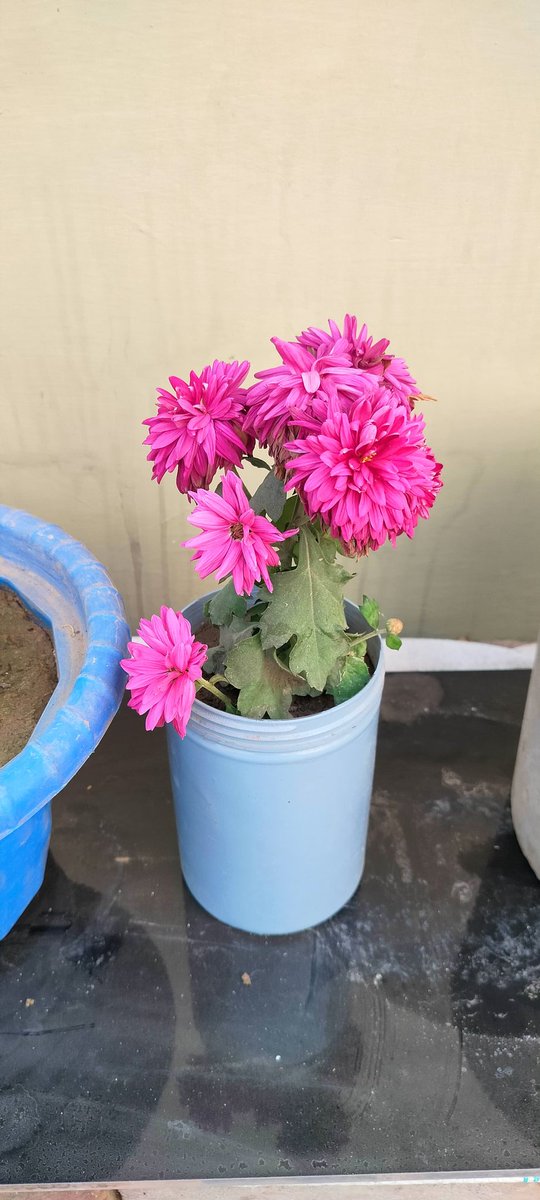 cutepooja6466's tweet image. I would like to capture the pics of My beautiful &quot;Garden Flowers&quot; with the upcoming OnePlus 13 with its Snapshot Feature...
I hope to win #OnePlusBuds3Pro.

#SnapshotWorthy #OnePlus13